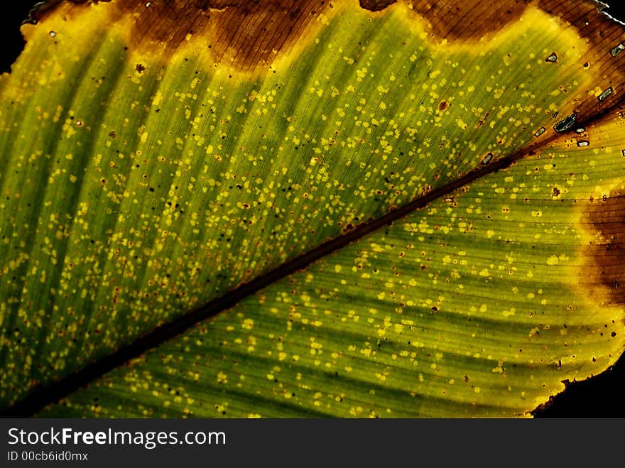 A close up view of a big leaf structure