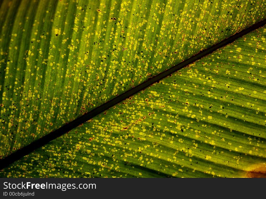 A close up view of a big leaf structure