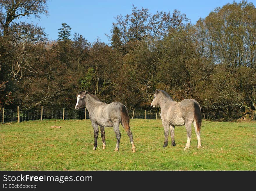 Two foals standing in a field in autumn.