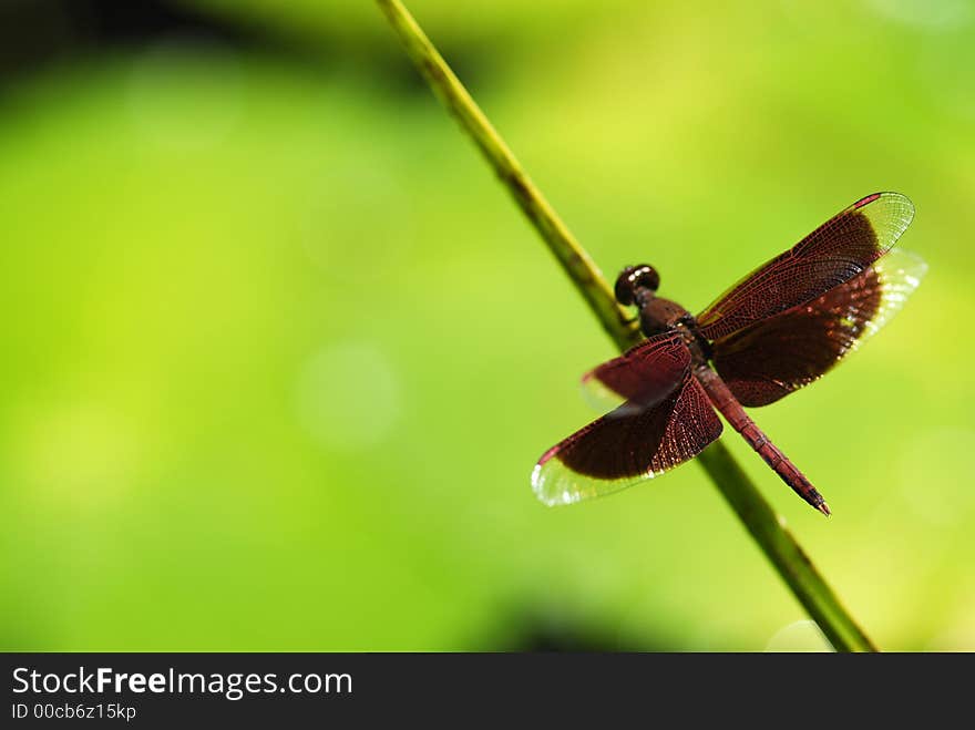 A dragonfly is resting a branch