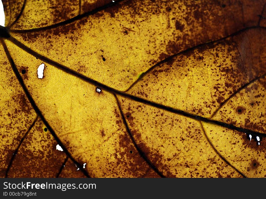 Dry leaf from autumn