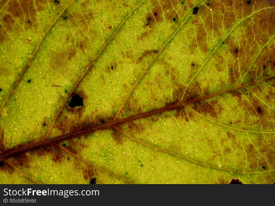 Dry leaf from autumn