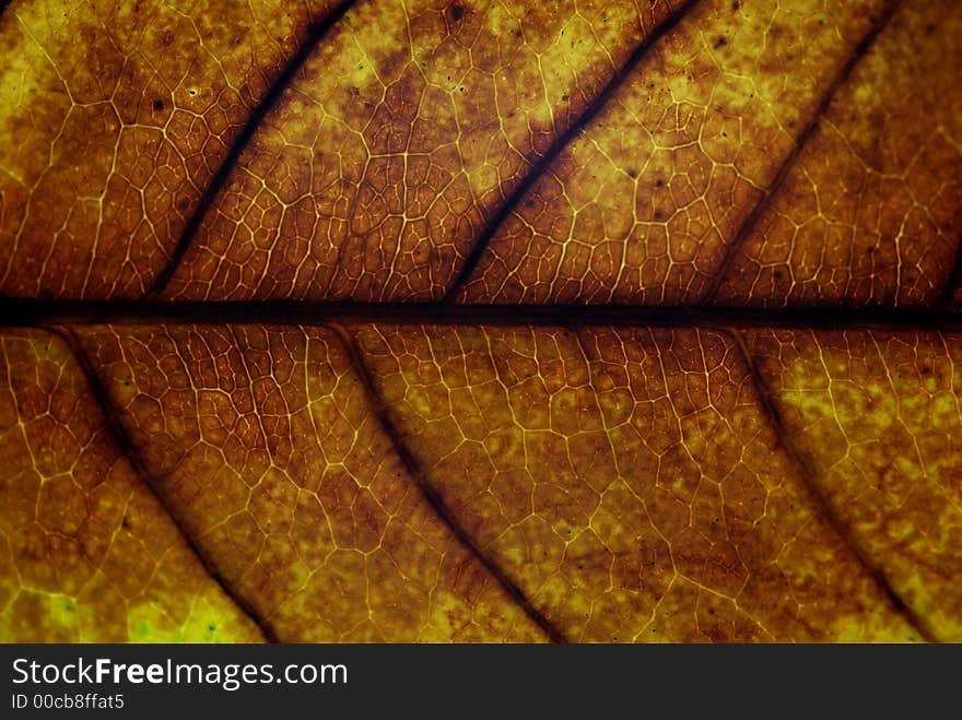 A closeup of a dry leaf. A closeup of a dry leaf