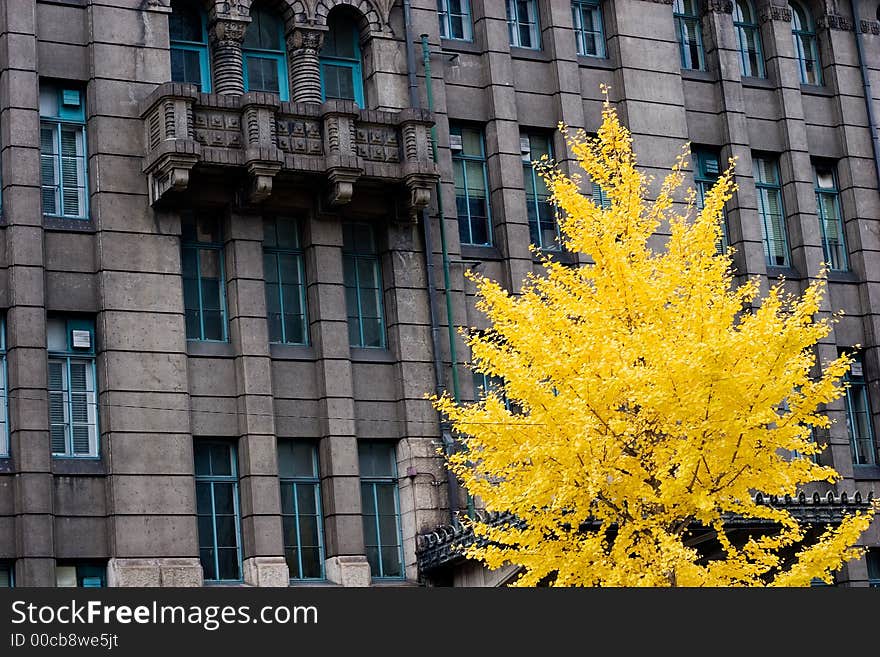 Bright yellow Gingko tree leaves in front of a public building in Kyoto, Japan. Bright yellow Gingko tree leaves in front of a public building in Kyoto, Japan.