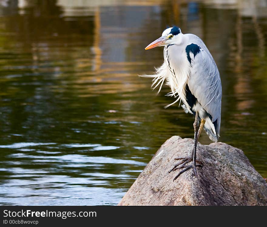 Exotic looking, windswept bird sitting on a rock in a pond, in Kyoto, Japan.