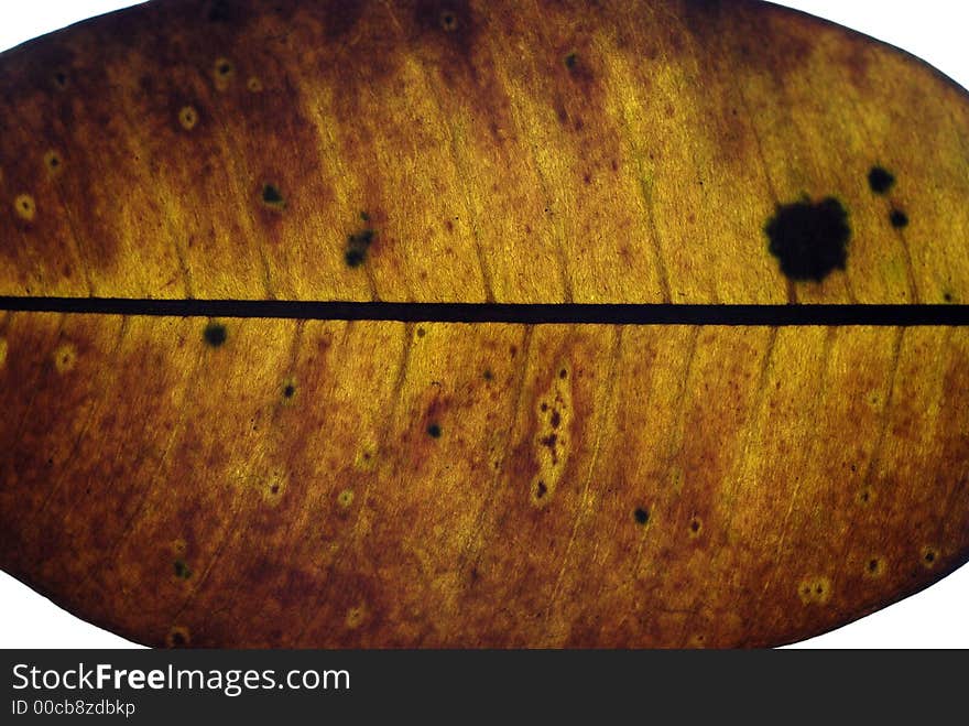 A closeup of a dry leaf. A closeup of a dry leaf