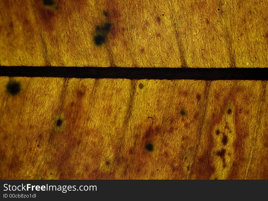 A closeup of a dry leaf. A closeup of a dry leaf