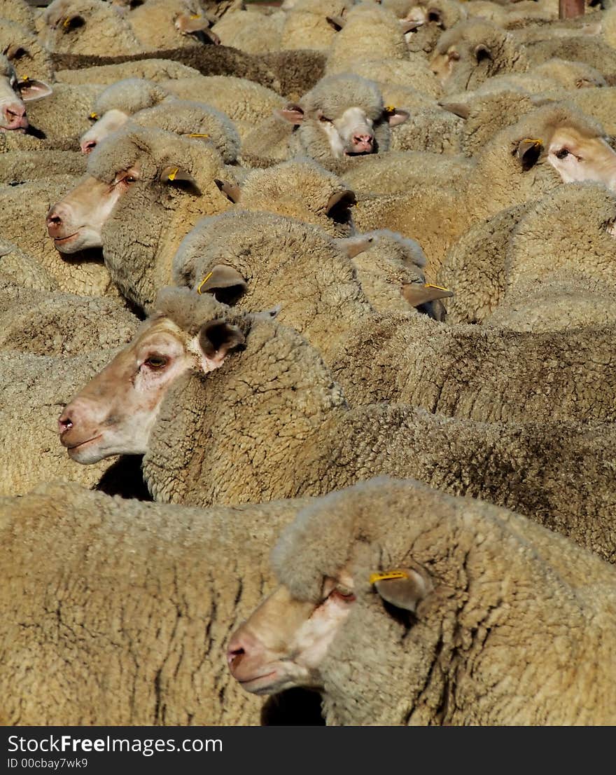 Mob of Merino sheep fill the frame. Mob of Merino sheep fill the frame