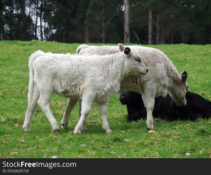 Whie cow and calf in rural paddock. Whie cow and calf in rural paddock