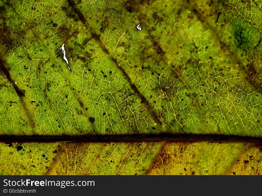 A closeup of a drying leaf. A closeup of a drying leaf