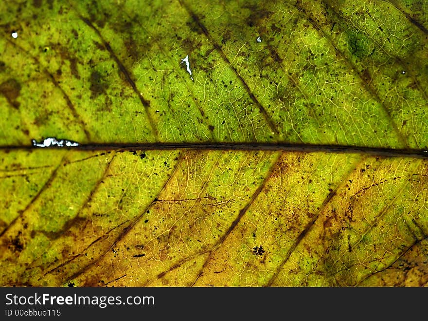 A closeup of a drying leaf. A closeup of a drying leaf