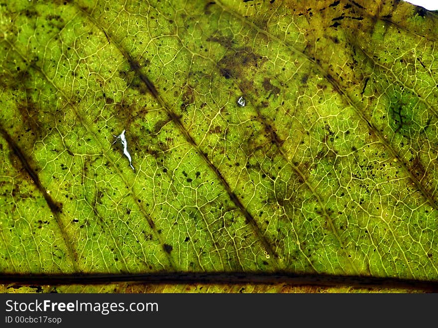 A closeup of a drying leaf. A closeup of a drying leaf