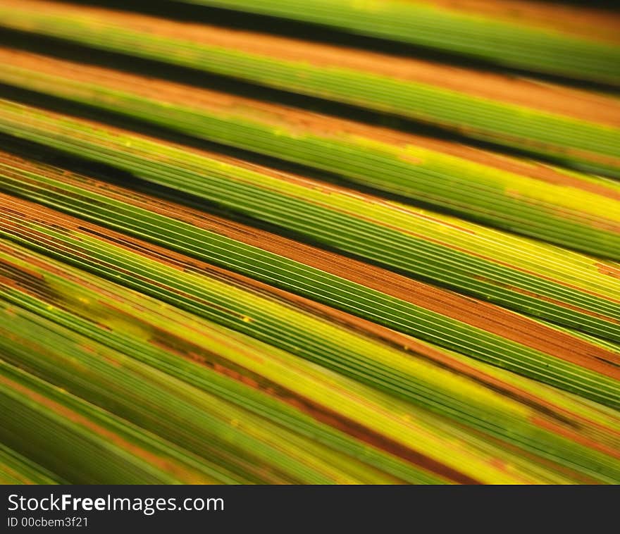 Green Abstract palm leaf background