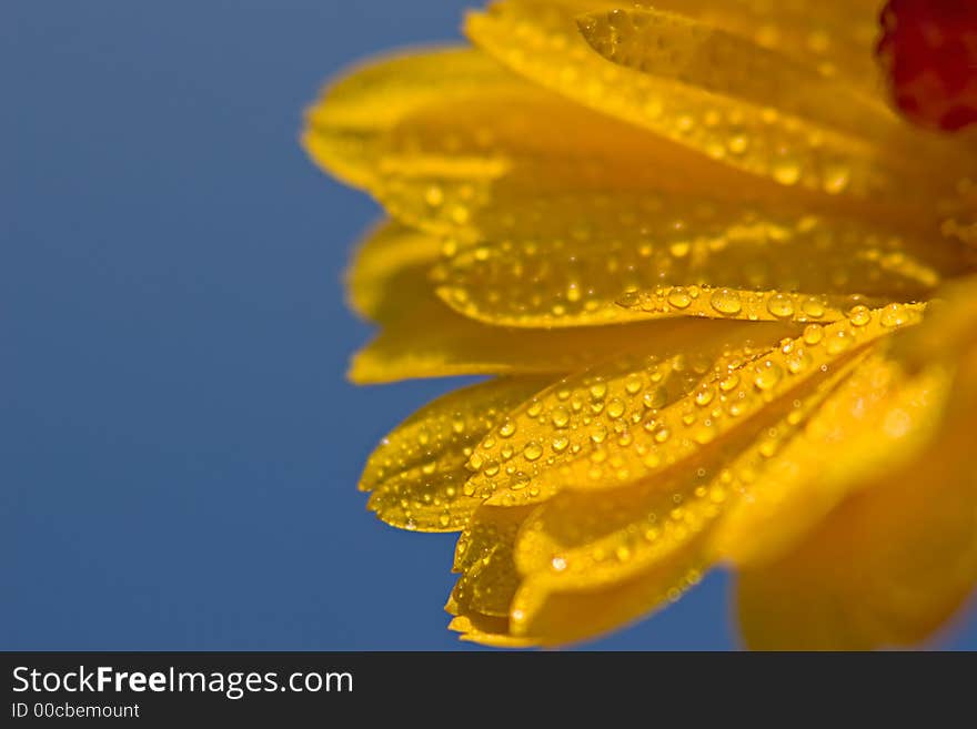 Yellow flower covered with dew,