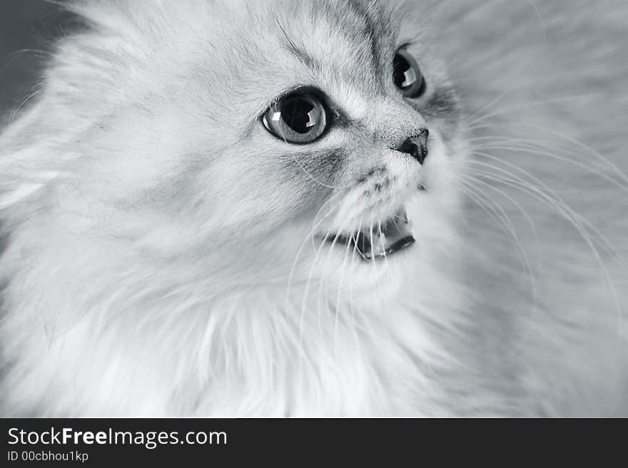 Portrait of a kitten close-up in studio