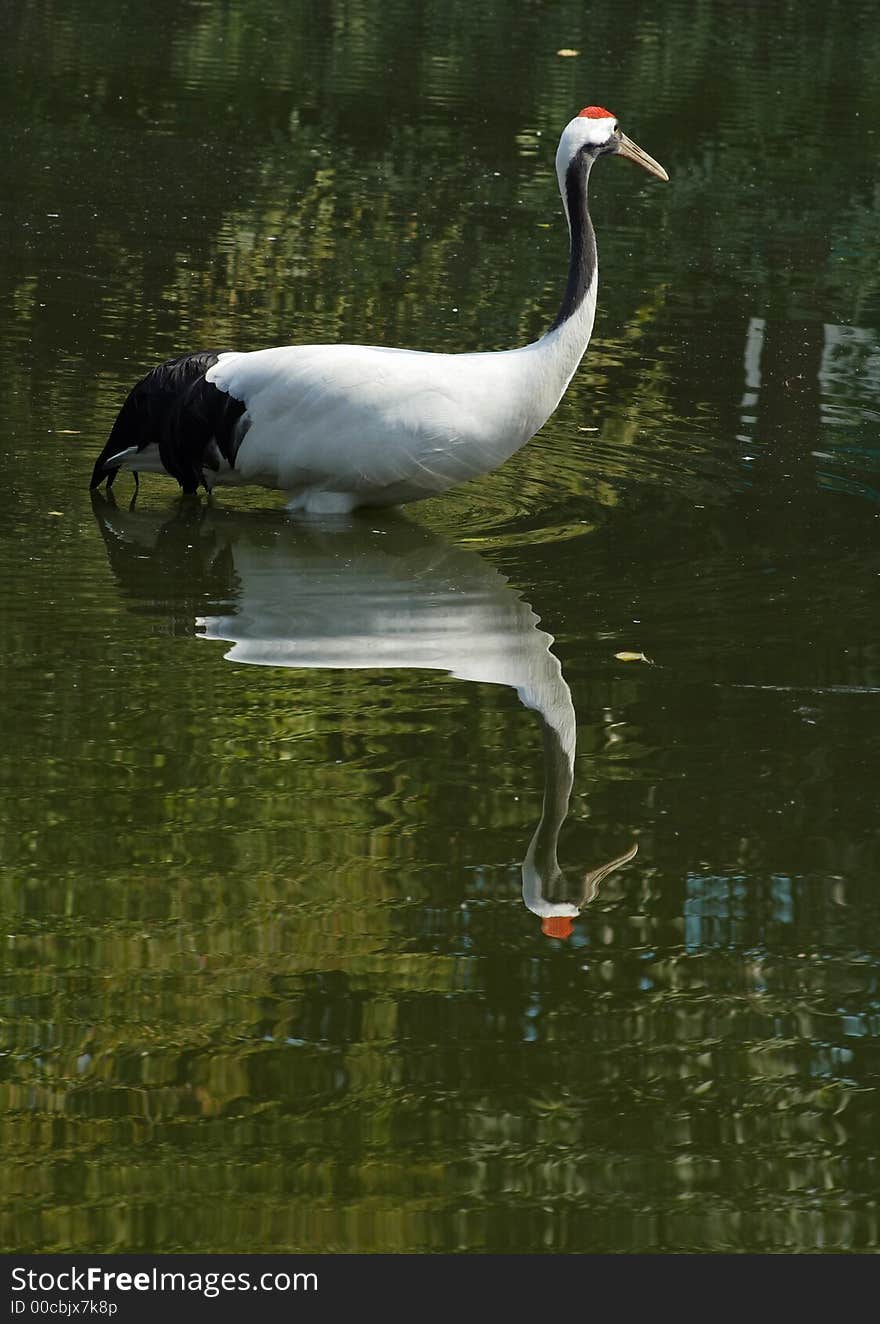 Red-crowned crane