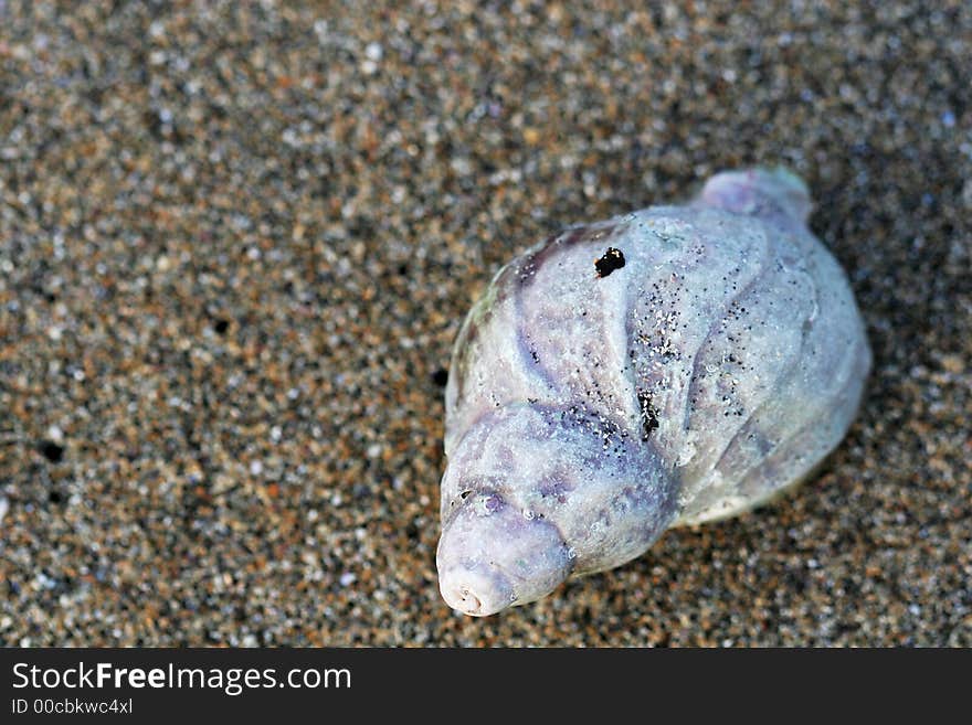 Single seashell