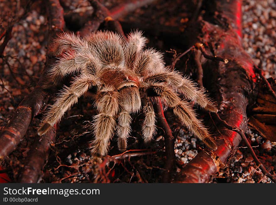 Spider tarantula view on nature background. Spider tarantula view on nature background