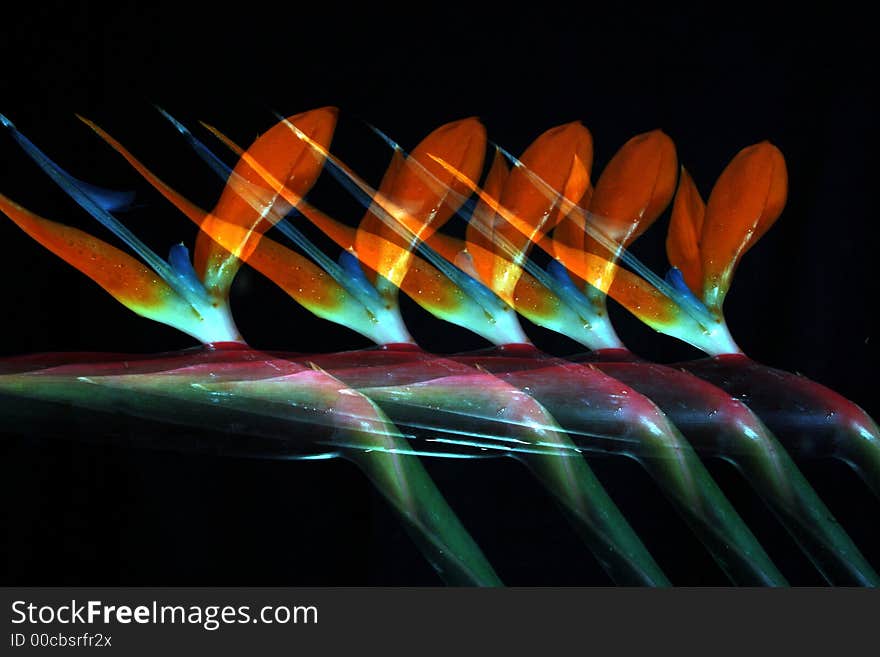 Image of a bird-of-paradise flower 5 exposures. Image of a bird-of-paradise flower 5 exposures