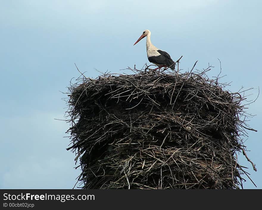 Stork On The Nest