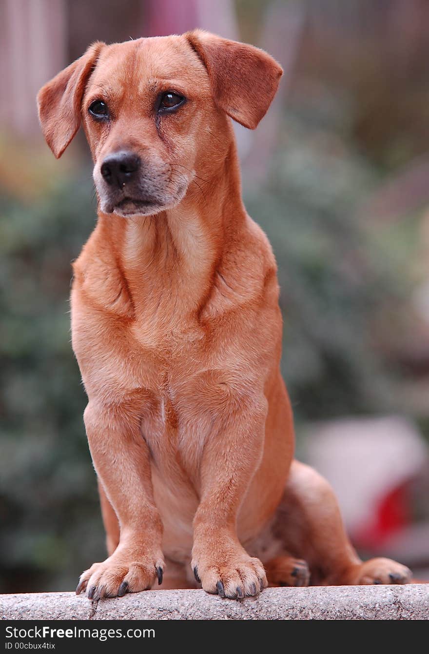 Sitting dachshund waiting for family