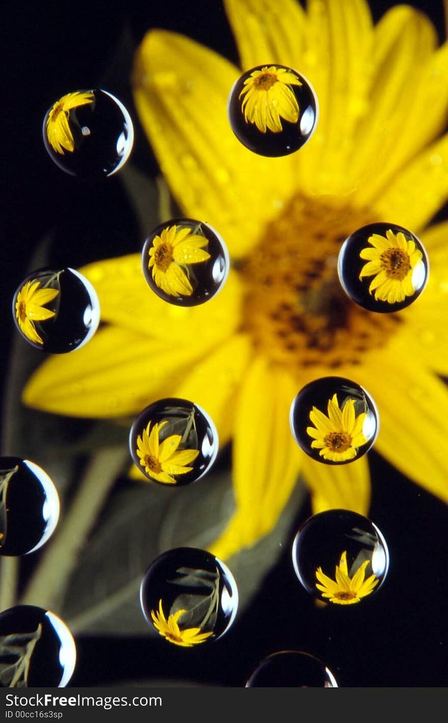 Sunflower reflected in drops 0n black background. Sunflower reflected in drops 0n black background