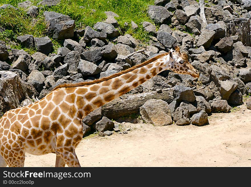 A giraffe standing against a rocky background