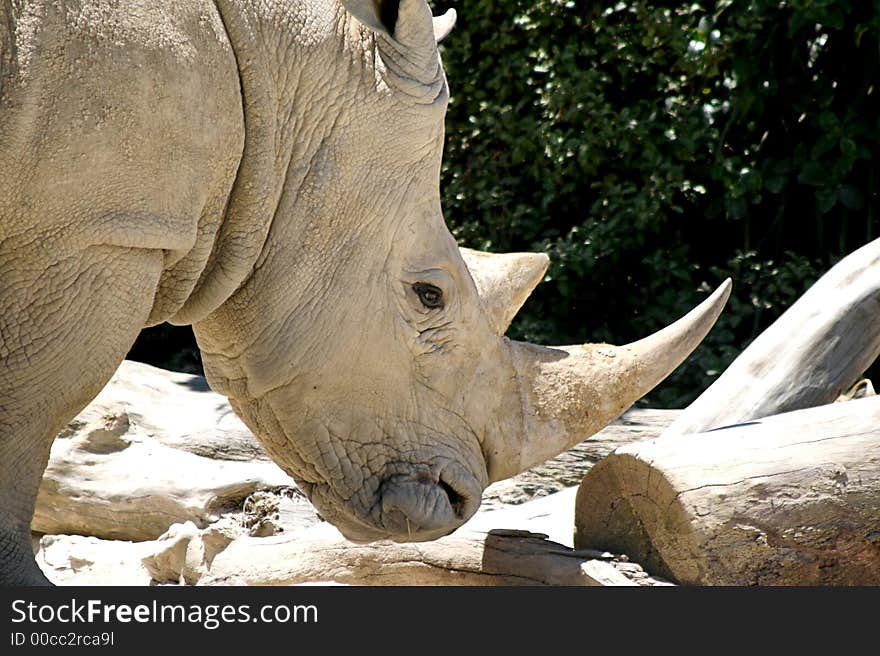 Rhino close up