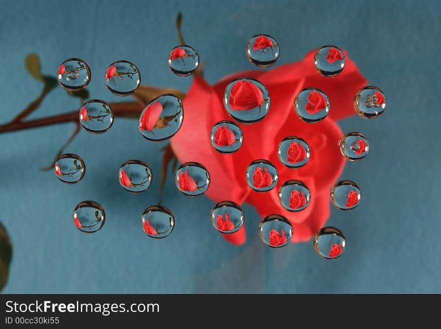 Pink rose reflected in drops on a blue background. Pink rose reflected in drops on a blue background