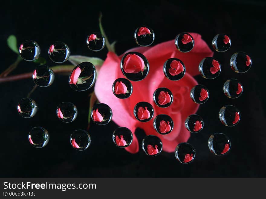 Pink rose reflected in drops on back background. Pink rose reflected in drops on back background