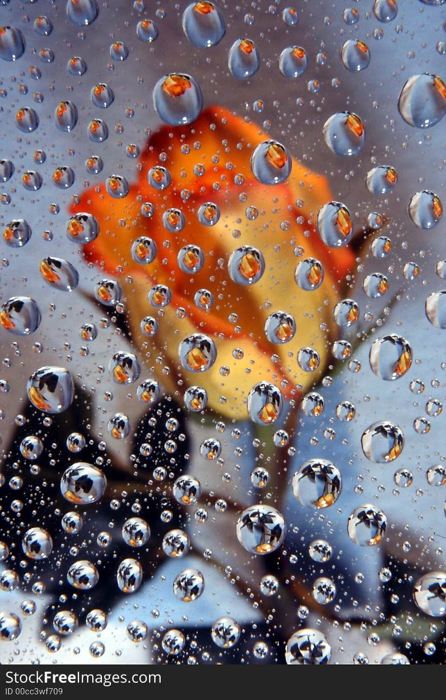 Orange rose in water drops