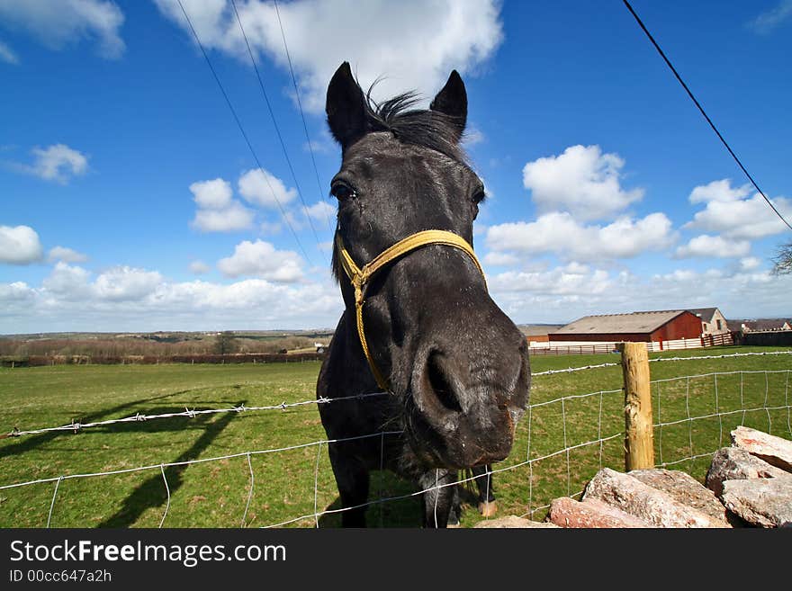 Wide angle shot of a horse on a sunny day