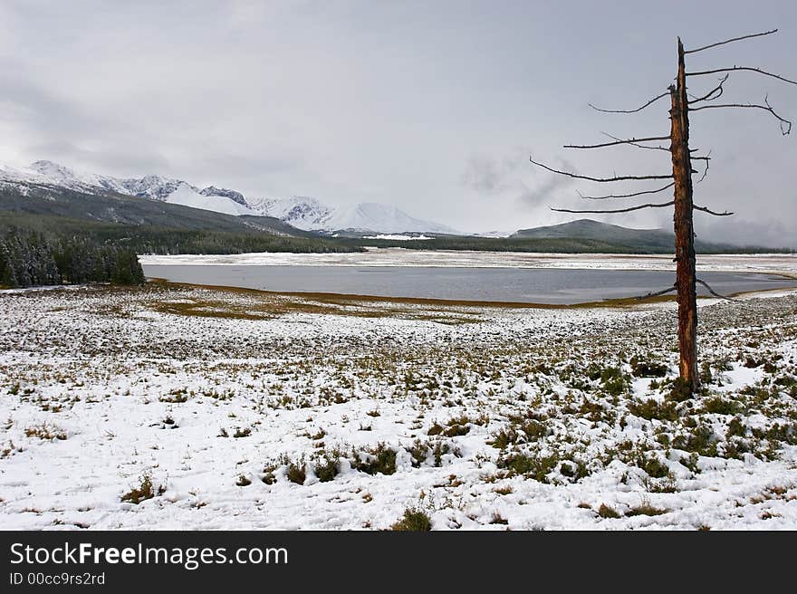 Winter Lake And Old Tree.