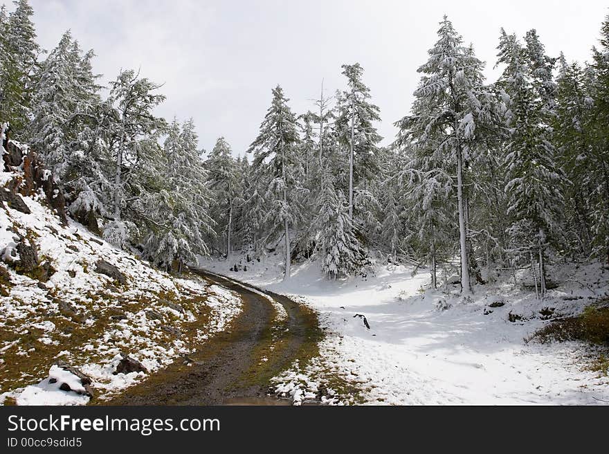 White wood, road and snow.