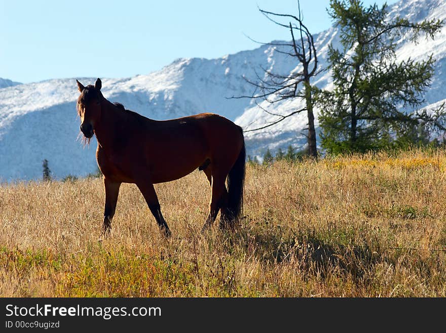 Horse And Mountains.