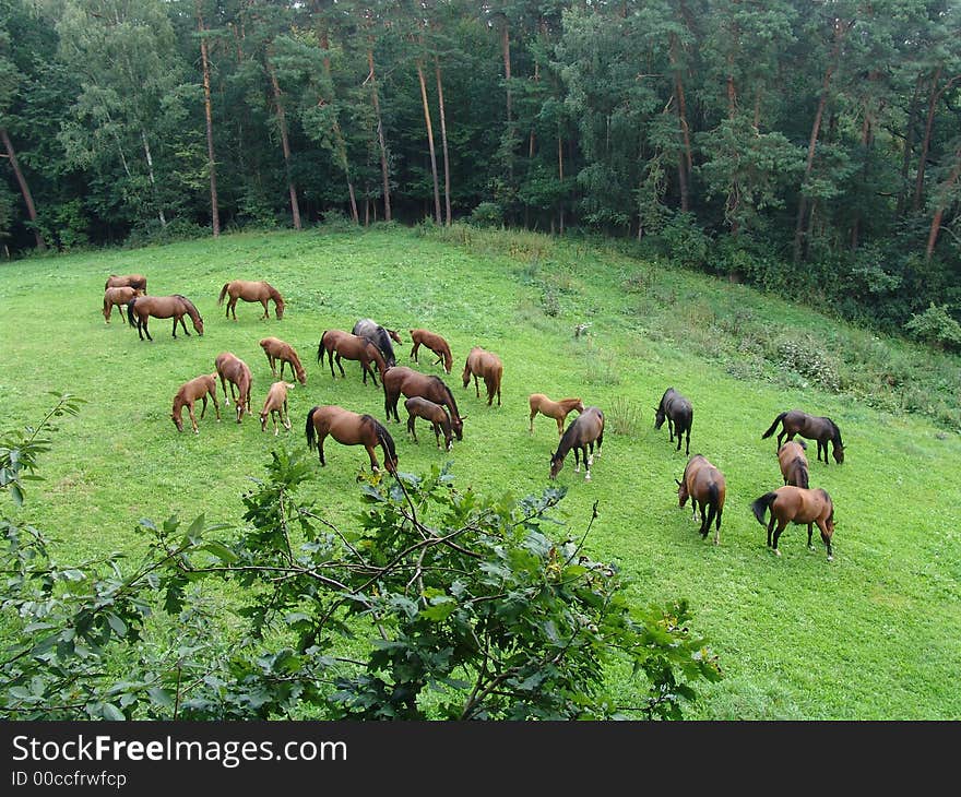 Lot of horses on the meadow. Lot of horses on the meadow