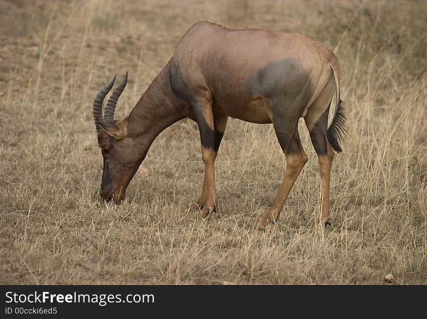 Wild animal in africa, serengeti national park