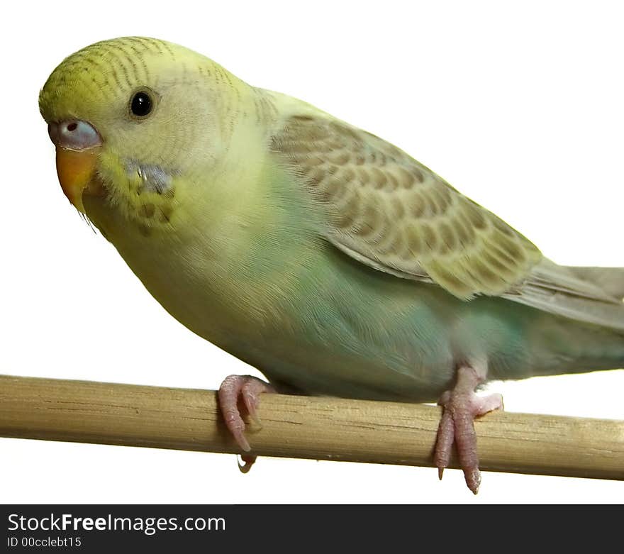 Parakeet (Budgie) sitting on a perch isolated on white. Parakeet (Budgie) sitting on a perch isolated on white