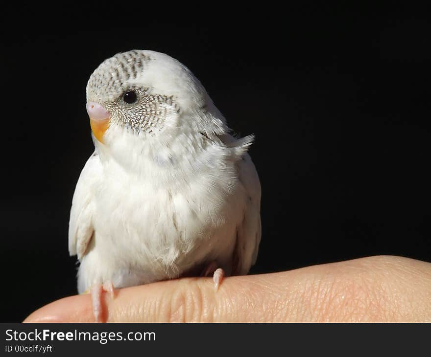 White pied budgeriegar perched on finger isolated on black with black copy space. White pied budgeriegar perched on finger isolated on black with black copy space