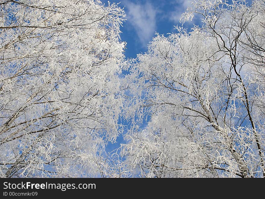 Frozen, white, blue, forest, december. Frozen, white, blue, forest, december