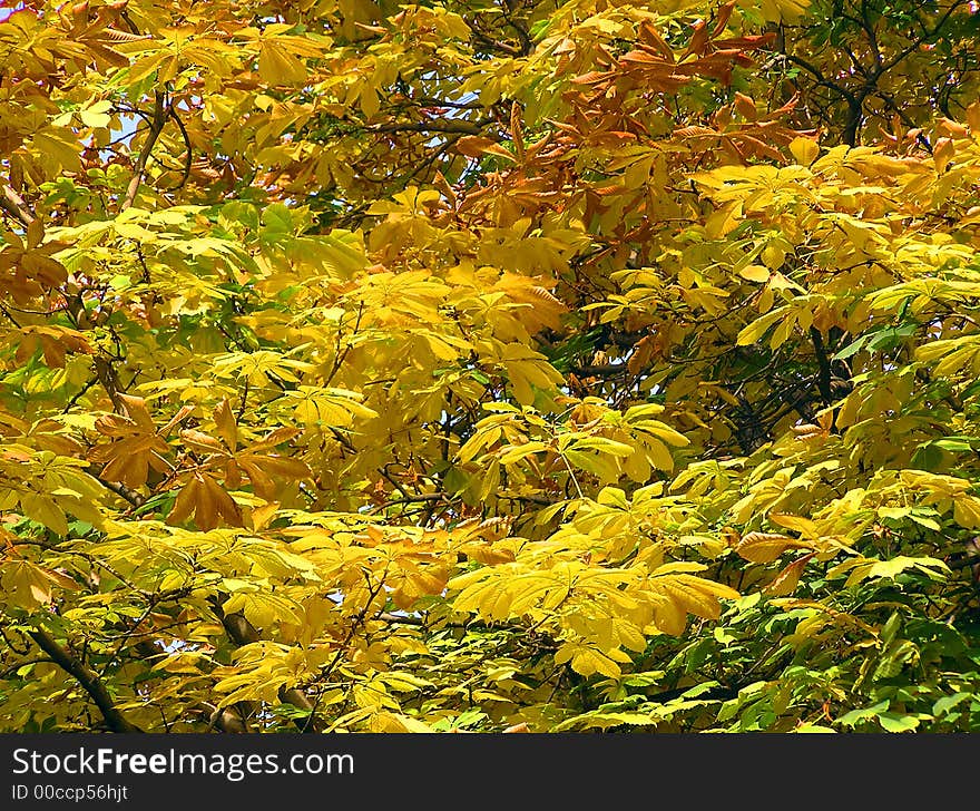 Luxuriant autumn foliage at a park