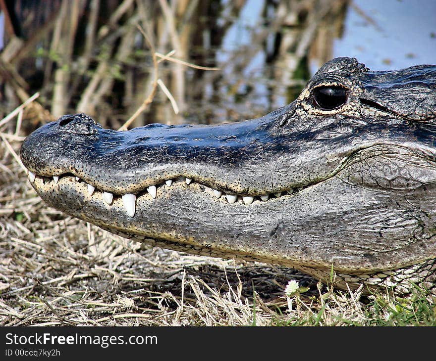 this is a american alligator that I found in the wild. he was about 6-7ft long and very cooperative. this is a american alligator that I found in the wild. he was about 6-7ft long and very cooperative