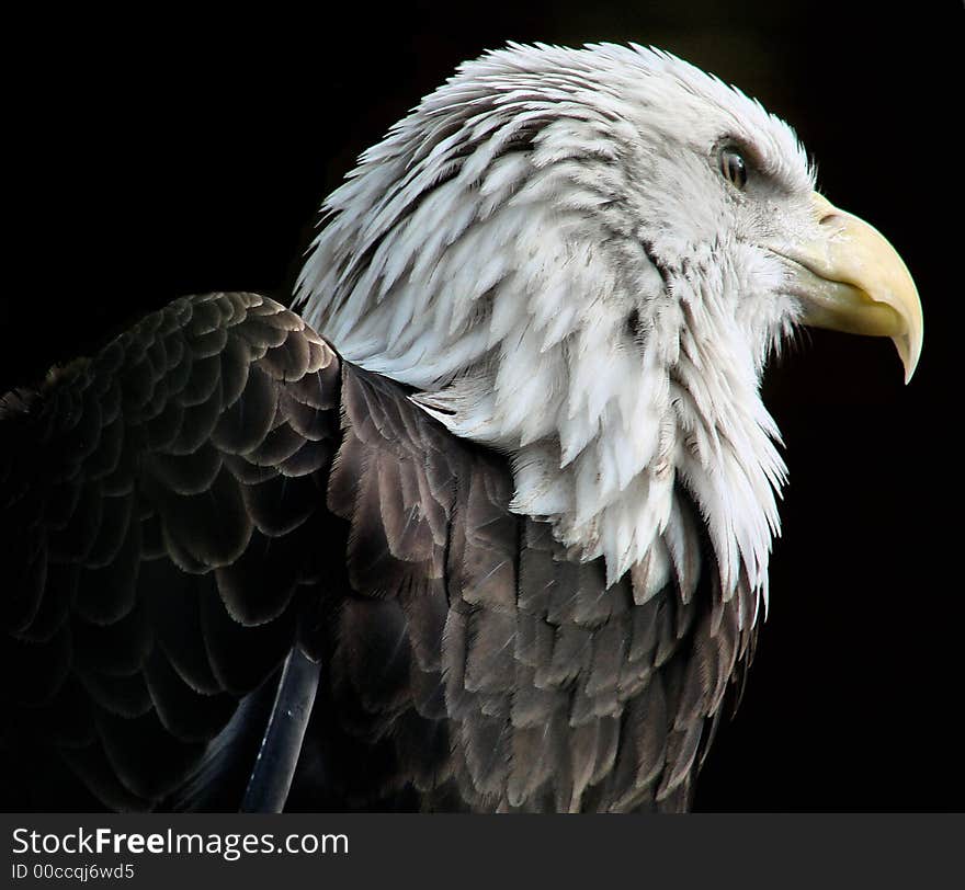 This is a bald eagle in the wild..I liked the side veiw, he looks very majestic. This is a bald eagle in the wild..I liked the side veiw, he looks very majestic