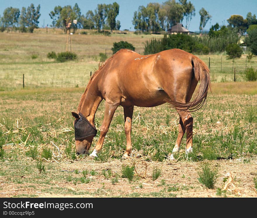 One Horse grazing in field on sunny day. One Horse grazing in field on sunny day