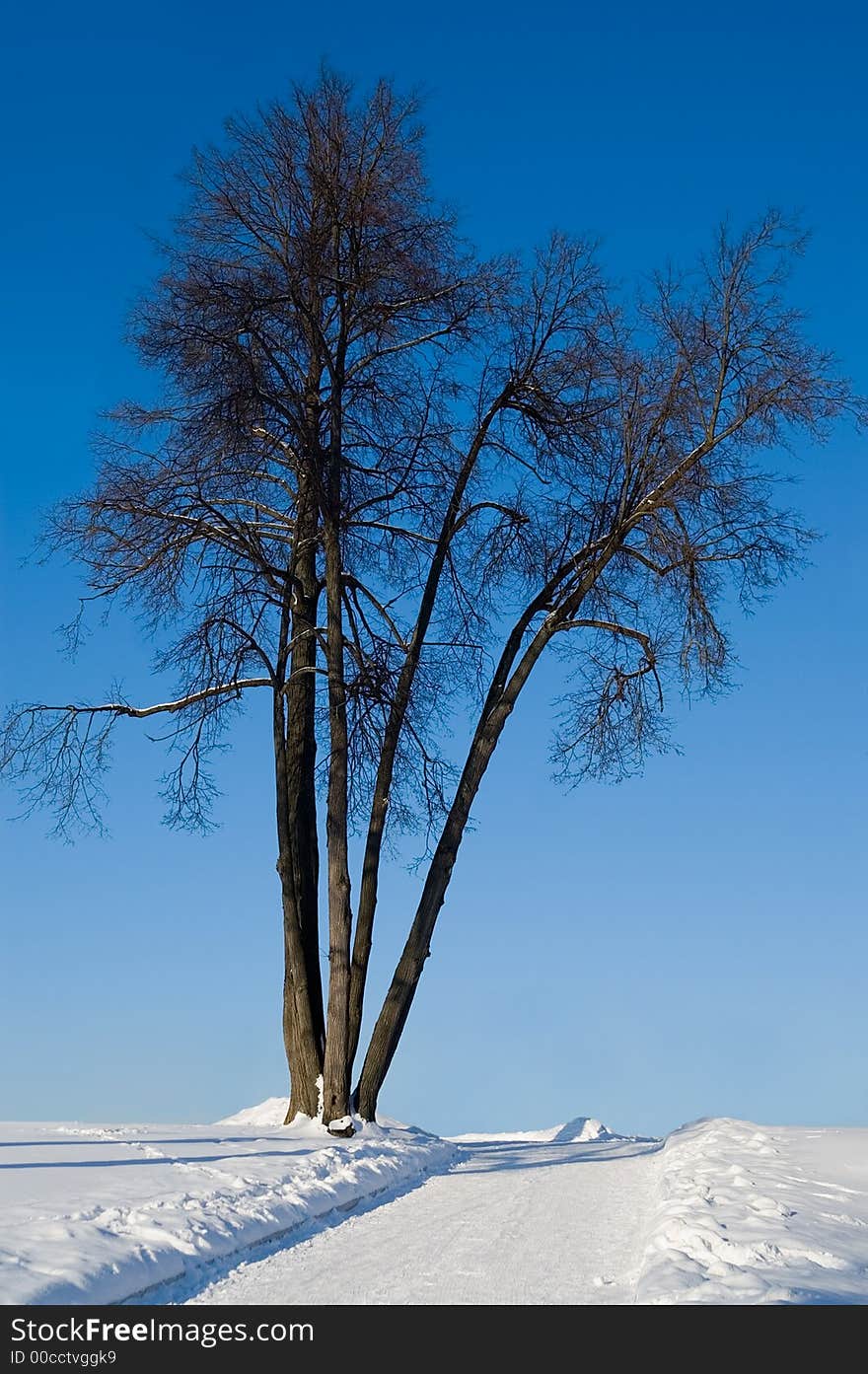 Lime-tree by the winter road on a sunny day. Lime-tree by the winter road on a sunny day