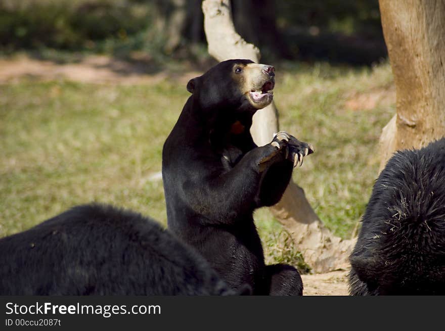 Funny Black Bear