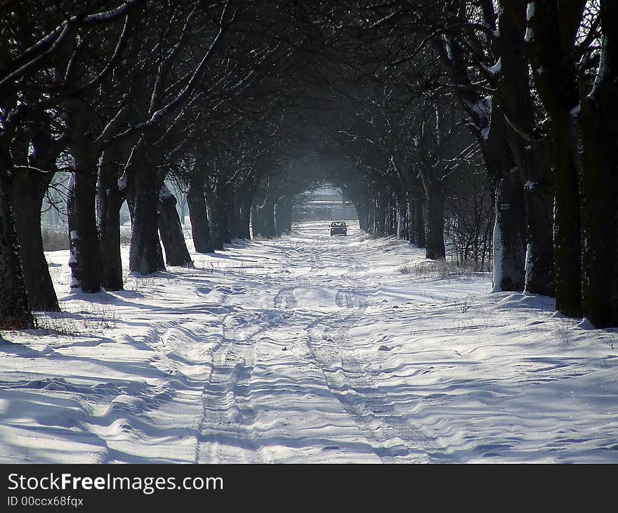 Winter path with a natural tree arch. Winter path with a natural tree arch