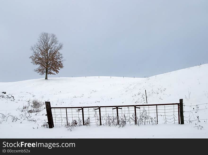 Tree on snowy hill near fence