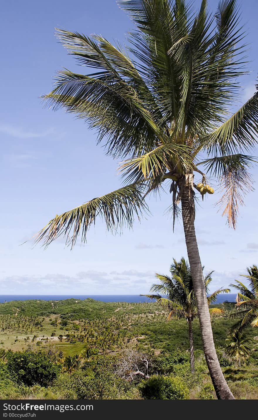 Big palm tree with outstretched field and beautiful blue sky