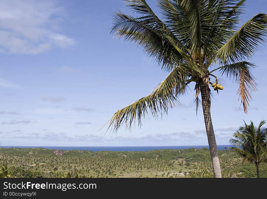 Big palm tree with outstretched field and beautiful blue sky